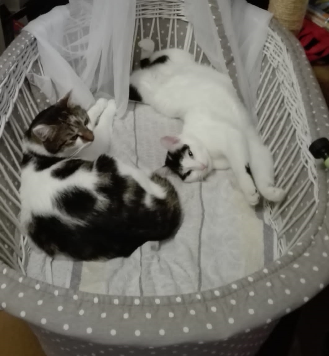 Tag der Katze.jpg